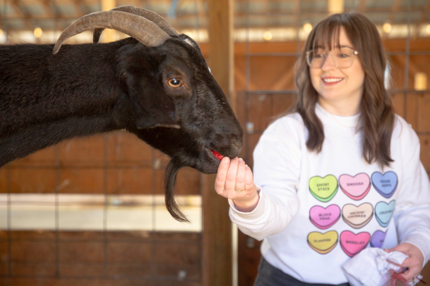 2-13-24 Valentines Goats Urban Farm-55